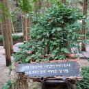 힐링(장태산) 이미지