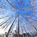 '새하얀 성지' 자작나무숲으로 향하는 순례행렬 [사진잇슈] 이미지