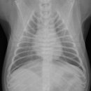 워너비 동물병원 이미지