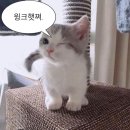 드림빌리지 2차 | #케로로 후기 #테런X케로로 콜라보 종료 #애니멀 빌리지 이벤트 시작 #광장 오픈 #광복절 이벤트 #길드...