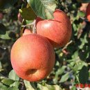 늘푸른소리 농장 이미지