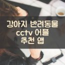강아지 반려동물 cctv 어플 추천 앱