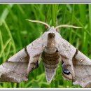 버들민박 이미지