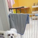 하늘이네 애견 미용 이미지