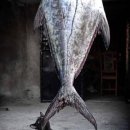 개와고양이 이미지