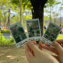 들놀이어린이공원 앞 | 🌸보라매공원 겹벚꽃후기(실시간) / 서울 겹벚꽃 명소 &amp; 주차,맛집 총정리