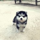 폼스키 분양 폼스몽 강남본점 | 미니폼스키 포메라니안분양가격 왜 개체마다 이렇게 차이날까