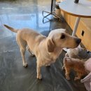 펫블리 | 오산 6세 아이와 가볼만한 고양이, 강아지 카페, 펫블리 카페 이용 후기