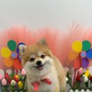 뽀뽀독스 네이버블로그