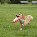 어서오시개 이미지