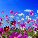 푸른하늘 이미지