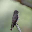 소청도의 솔딱새(Dark-sided Flycatcher) 이미지