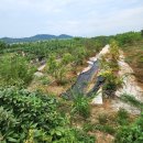 (주)온양관광호텔대중탕 | 아산여행) 온양관광호텔 인근 온양온천시장 맛집 [새벽집]