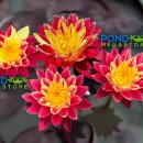 링 오브 파이어 하디 수련(Ring of Fire Hardy Water Lily) 이미지
