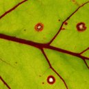 일진내추럴 이미지