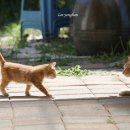 오구오구 이미지