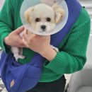 까미랑 몽이 이미지