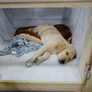 지지밍고 이미지