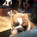 멍멍이를 부탁해 이미지