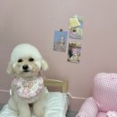 트리몽 이미지