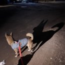 미소 사우나 | [연천 캠핑장] 중형견 동반 가능한 땅에미소캠핑장 오토캠핑 후기