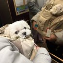 백동물병원 | 강아지 이동가방 추천, 컴피라비올리 텐마일백 반려동물 앞가방 실제 사용 후기