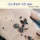 장수풍뎅이 알 산란 해체 꿈도미 곤충샵 방문 후기