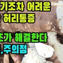 자리공(상륙)―중증의 허리통증에 특효, 신장질환과 간질환의 치료, 항암효과 등 놀라운 약효 조회수 3.8만회 3년 전 이미지