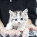 문캐터리 | 신천동고양이분양 문앞에서부터 야옹야옹