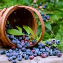 블루베리짐 이미지