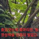 나눔약초 Daum카페
