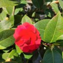 예스메디칼 이미지