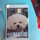 [신용카드 추천] 반려인 필수템! 병원비·사료값 아끼는 신한 The PET(더펫) 카드 솔직 후기