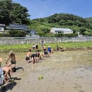 창녕우포늪청소년습지기자단, 성산중학교3학년-태어나고 두 번째로 해보는 모내기 이미지