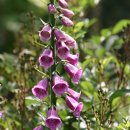 모모동물병원 이미지