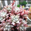 화이트부러쉬 이미지