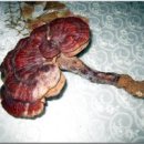 영지버섯 의 효능 과 복용법 이미지