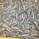 (판매완료) 🦐 17주년 기념 오늘 하루 특가(싱싱한 활흰다리새우!!) 이미지