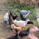 고창  건강원 이미지