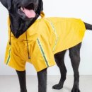 댕댕이 머리하는 날 이미지