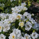 장미의거리13 이미지