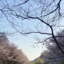 인천대공원 내 정문 호수정원 맞은편 | 2026 인천대공원 벚꽃 실시간 개화시기 주차 3번 출구로 대기 없이 입장하는 꿀팁