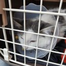 수컷 고양이 중성화 수술 일주일 후기_중성화 수술의 필요성, 수술후 사료 교체(로얄캐닌 키튼...