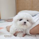 켄넬203 말티푸분양, 미니비숑분양 이미지