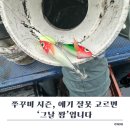 쪼꼬미네 | 25년형 쪼꼬미 에기 실사용 후기 | 고추장 &amp; 수박 컬러 비교