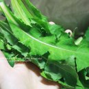 지리산민들레 이미지