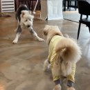 두리멍쉴 애견유치원 이미지