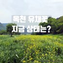 2026년 5월 초 다녀온 옥천 금강 유채꽃정원 유채꽃 개화 상황 후기