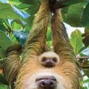 입큰개구리 이미지