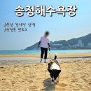 송정어린이공원 | 부산 송정해수욕장 강아지 산책 (ft. 송정동 핫도그)